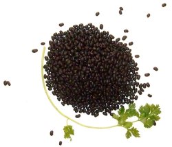 Black Bean Recipes Black Bean Recipes